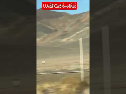 Wild Cat brothel – Mina, Nevada USA | Christophe