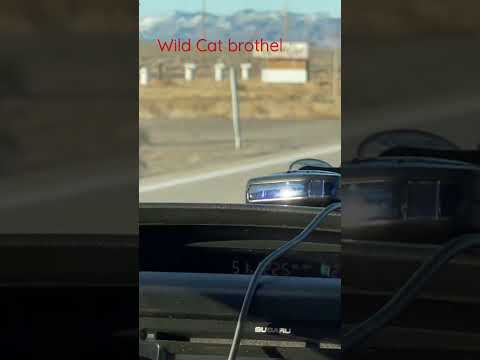 Wild Cat brothel n Mina, Nevada | Christophe