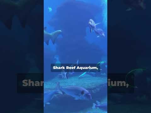 Secrets of Mandalay Bay: Vegas' Tropical Paradise